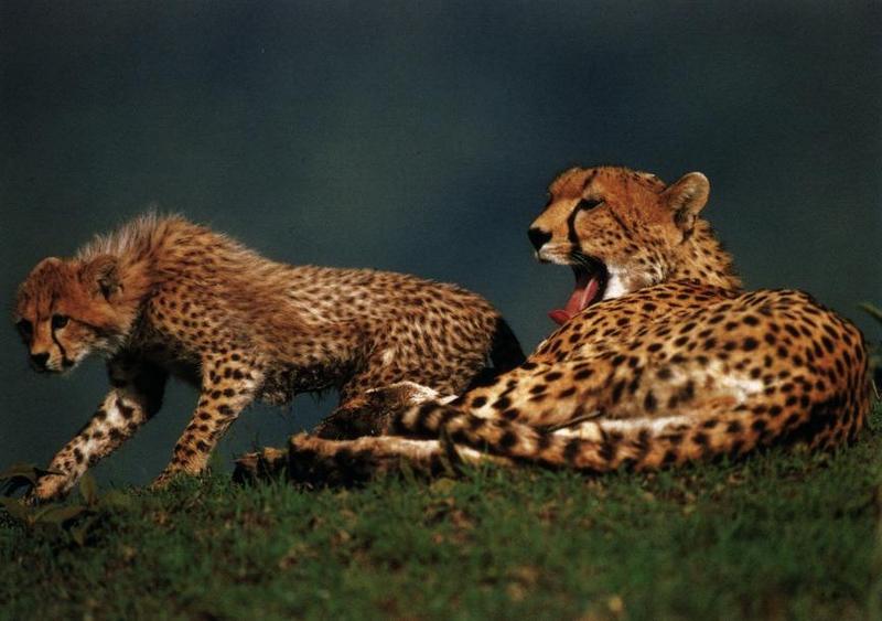 Cheetah (Acinonyx jubatus){!--치타--> mother and cub; DISPLAY FULL IMAGE.