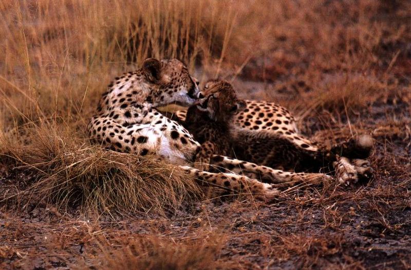 Cheetah (Acinonyx jubatus){!--치타--> mother and cub; DISPLAY FULL IMAGE.