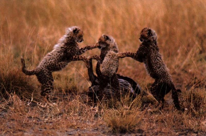 Cheetah (Acinonyx jubatus){!--치타--> young rompers; DISPLAY FULL IMAGE.