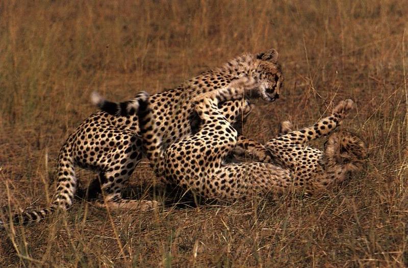 Cheetah (Acinonyx jubatus){!--치타--> romping juveniles; DISPLAY FULL IMAGE.