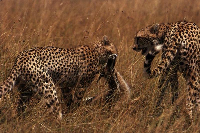 Cheetahs (Acinonyx jubatus){!--치타--> hunting antelope; DISPLAY FULL IMAGE.
