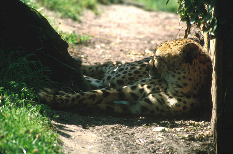 Cheetah (Acinonyx jubatus){!--치타--> resting; DISPLAY FULL IMAGE.