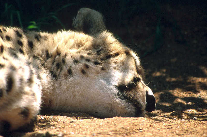 Cheetah (Acinonyx jubatus){!--치타--> resting; DISPLAY FULL IMAGE.