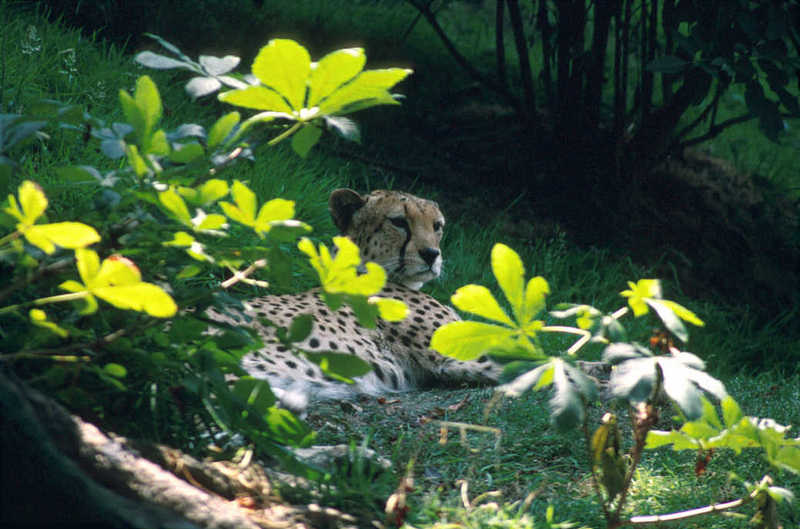 Cheetah (Acinonyx jubatus){!--치타--> resting - Colchester Zoo; DISPLAY FULL IMAGE.