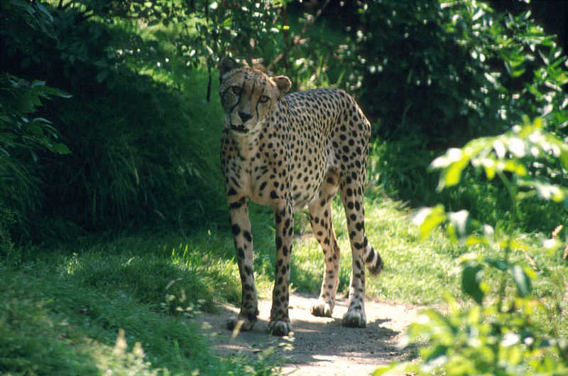Cheetah (Acinonyx jubatus){!--치타--> - Colchester Zoo; DISPLAY FULL IMAGE.