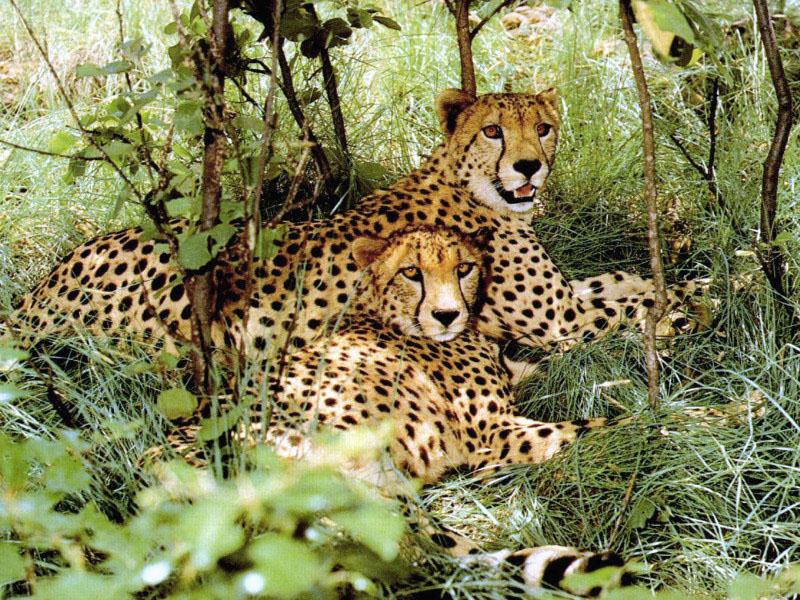 Cheetahs (Acinonyx jubatus){!--치타--> pair relaxing in bush; DISPLAY FULL IMAGE.