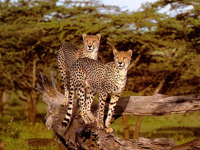 Cheetahs (Acinonyx jubatus){!--치타--> pair on tree; DISPLAY FULL IMAGE.