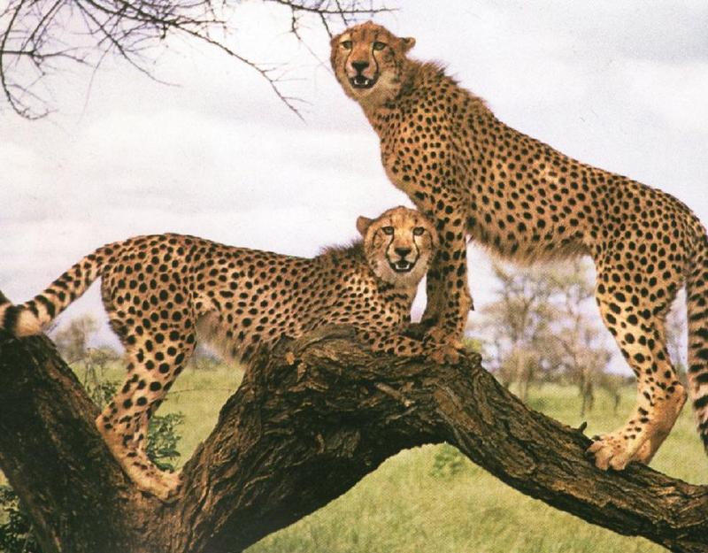 Cheetah (Acinonyx jubatus){!--치타--> pair on tree; DISPLAY FULL IMAGE.