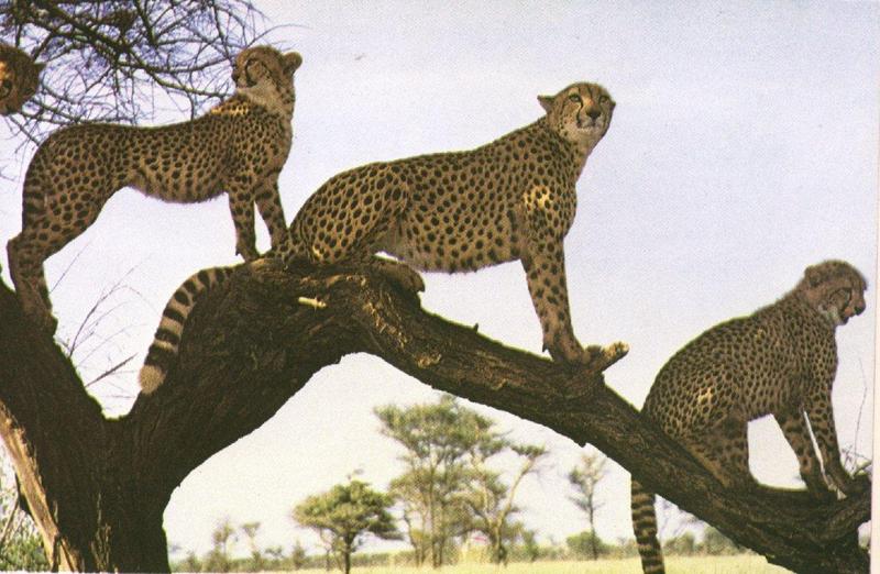 Cheetahs (Acinonyx jubatus){!--치타--> on tree; DISPLAY FULL IMAGE.