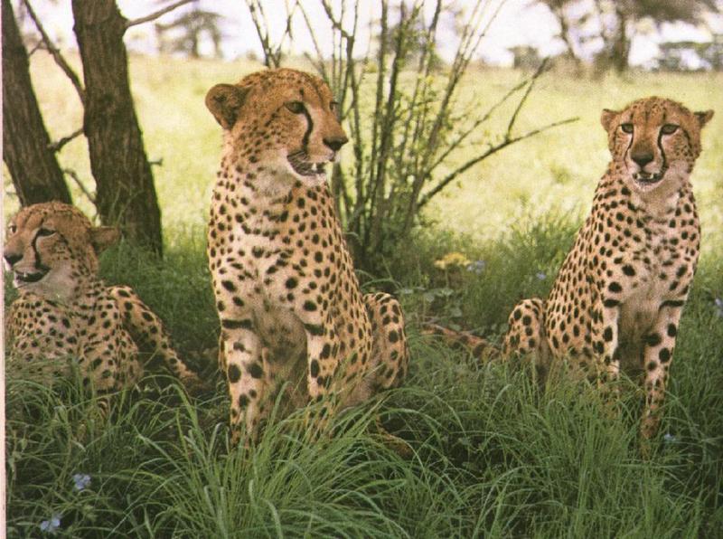 Cheetahs (Acinonyx jubatus){!--치타--> in the shade; DISPLAY FULL IMAGE.