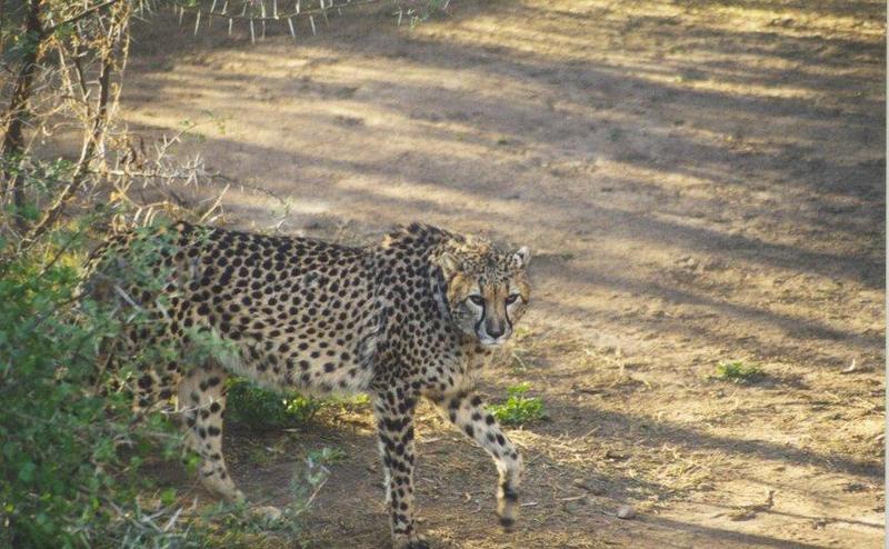 Cheetah (Acinonyx jubatus){!--치타-->; DISPLAY FULL IMAGE.