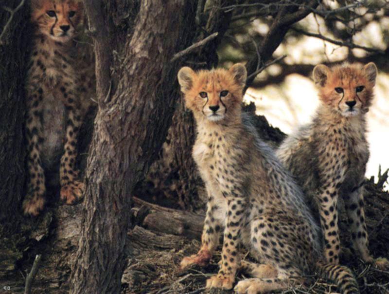 Cheetah (Acinonyx jubatus){!--치타--> cubs; DISPLAY FULL IMAGE.