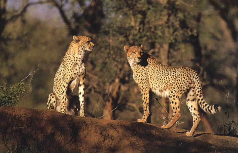 Cheetah (Acinonyx jubatus){!--치타--> pair; DISPLAY FULL IMAGE.