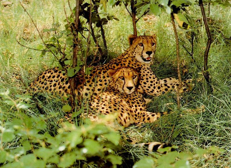Cheetah (Acinonyx jubatus){!--치타--> pair resting in bush; DISPLAY FULL IMAGE.