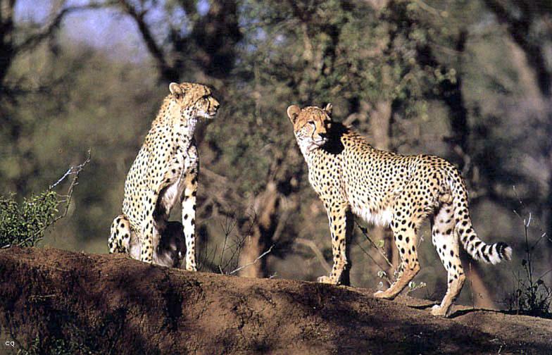 Cheetahs (Acinonyx jubatus){!--치타--> on hill; DISPLAY FULL IMAGE.