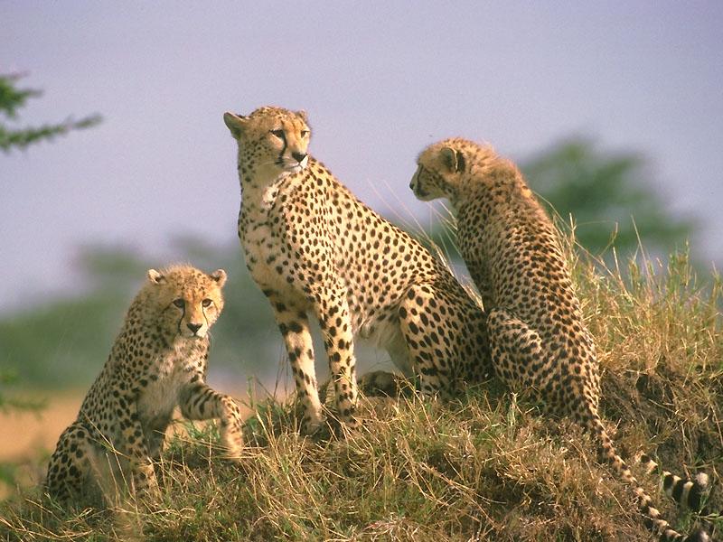 Cheetahs (Acinonyx jubatus){!--치타-->; DISPLAY FULL IMAGE.
