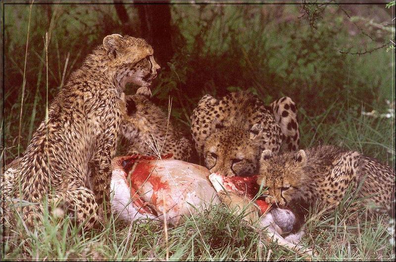 Cheetah (Acinonyx jubatus){!--치타--> family - dinner; DISPLAY FULL IMAGE.
