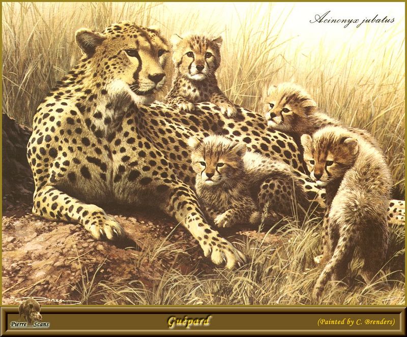 [Animal Art] Cheetah (Acinonyx jubatus){!--치타--> family - by Carl Brenders; DISPLAY FULL IMAGE.