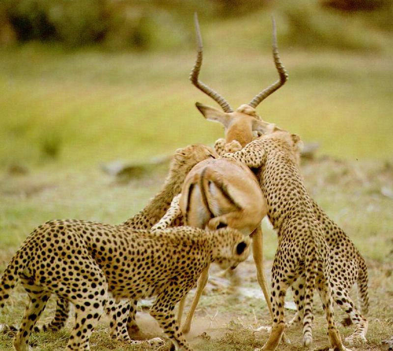 Cheetah (Acinonyx jubatus){!--치타--> juveniles brining down an impala; DISPLAY FULL IMAGE.