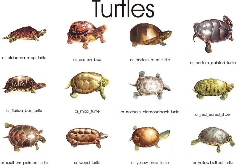 Turtles index{!--각종 거북-->; DISPLAY FULL IMAGE.