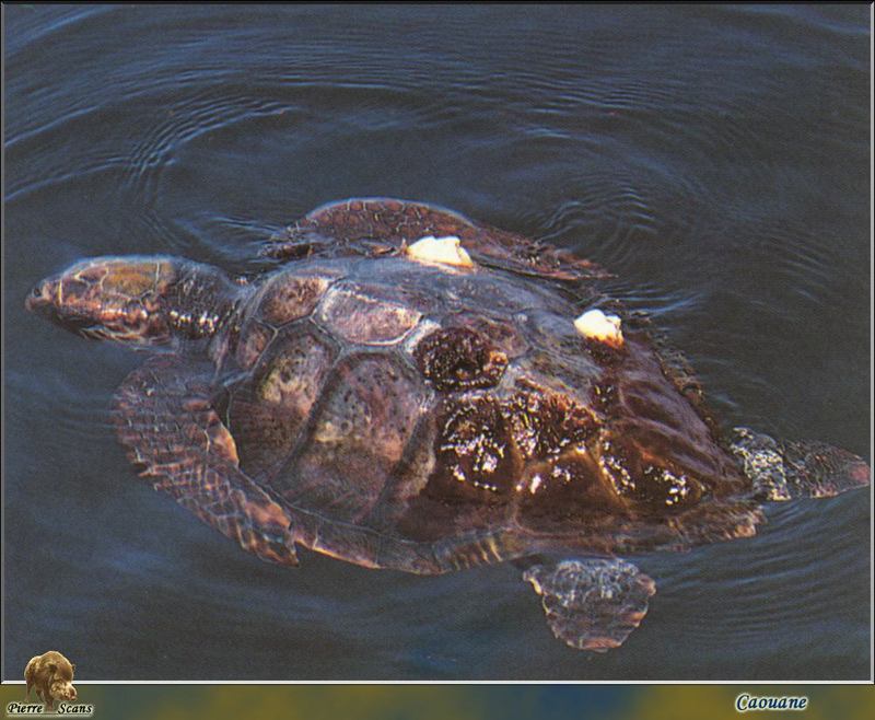 Loggerhead sea turtle (Caretta caretta) {!--붉은바다거북-->; DISPLAY FULL IMAGE.