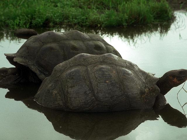Tortoise {!--육지거북--> closeup; Image ONLY