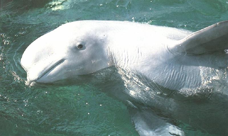 Beluga (Delphinapterus leucas) {!--흰고래, white whale-->; DISPLAY FULL IMAGE.