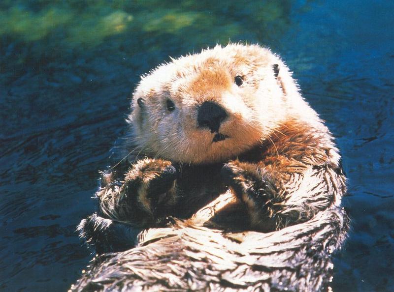 Sea Otter (Enhydra lutris){!--해달/바다수달--> - San Diego Zoo; DISPLAY FULL IMAGE.