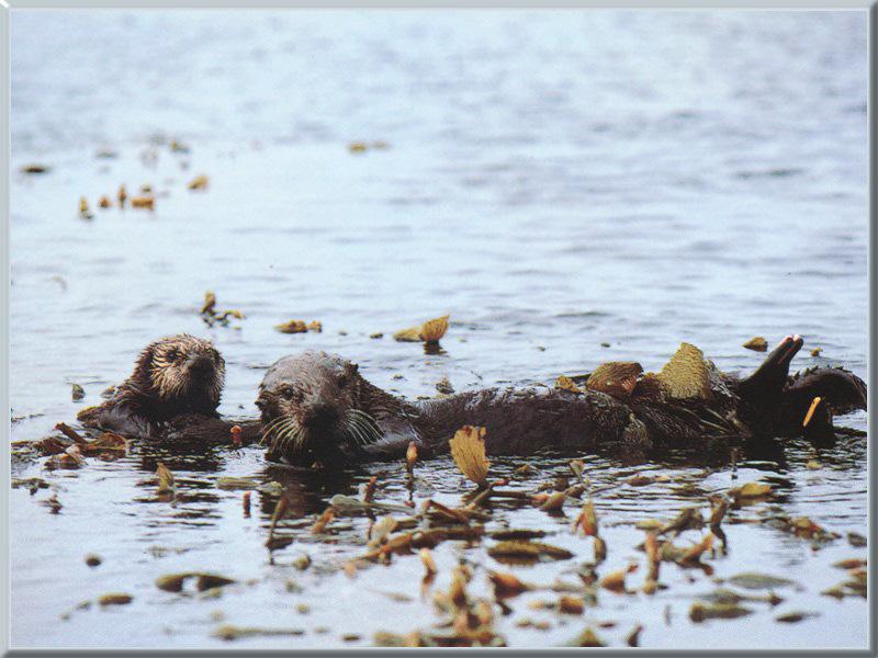 Sea Otters (Enhydra lutris){!--해달/바다수달--> in kelp forest; DISPLAY FULL IMAGE.