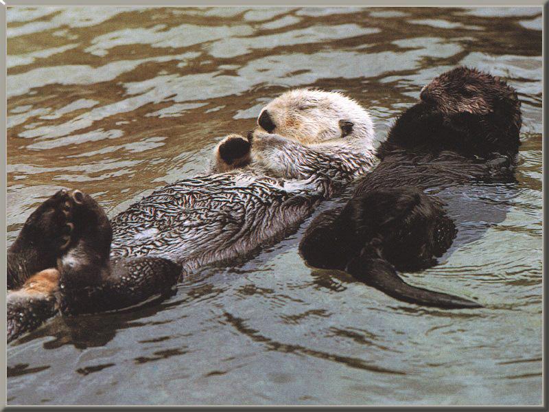 Sea Otters (Enhydra lutris){!--해달/바다수달--> back swimming; DISPLAY FULL IMAGE.