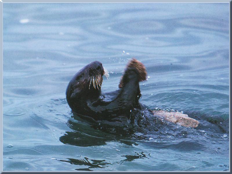 Sea Otter (Enhydra lutris){!--해달/바다수달--> back swimming; DISPLAY FULL IMAGE.