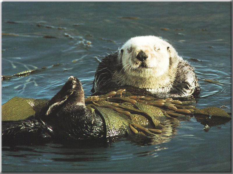 Sea Otter (Enhydra lutris){!--해달/바다수달--> stick to kelp; DISPLAY FULL IMAGE.