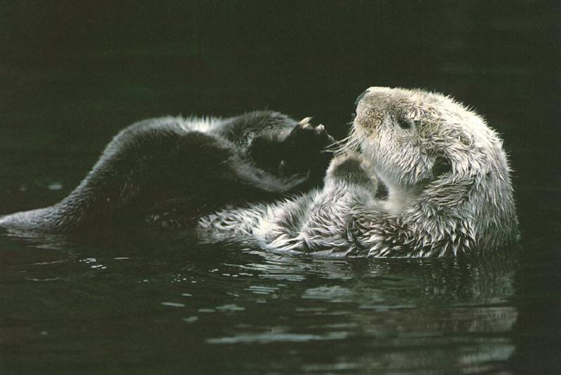 Sea Otter (Enhydra lutris){!--해달/바다수달--> back swimmer; DISPLAY FULL IMAGE.