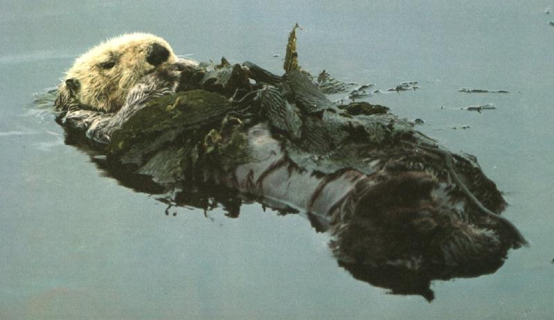 Sea Otter (Enhydra lutris){!--해달/바다수달--> sleeping on kelp bed; DISPLAY FULL IMAGE.