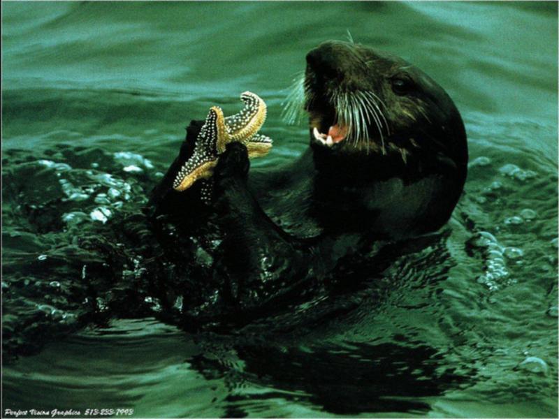 Sea Otter (Enhydra lutris){!--해달/바다수달--> eating sea star; DISPLAY FULL IMAGE.