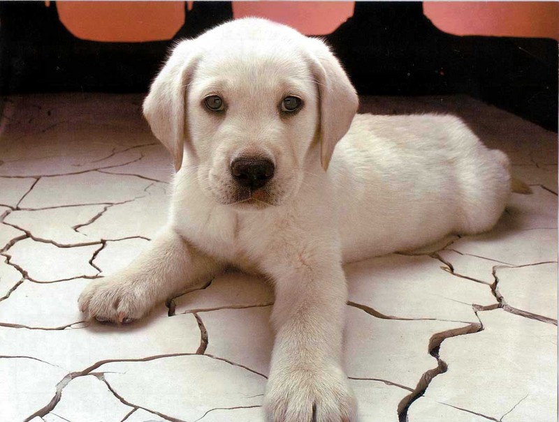 White Labrador Retriever puppy{!--강아지-->; DISPLAY FULL IMAGE.