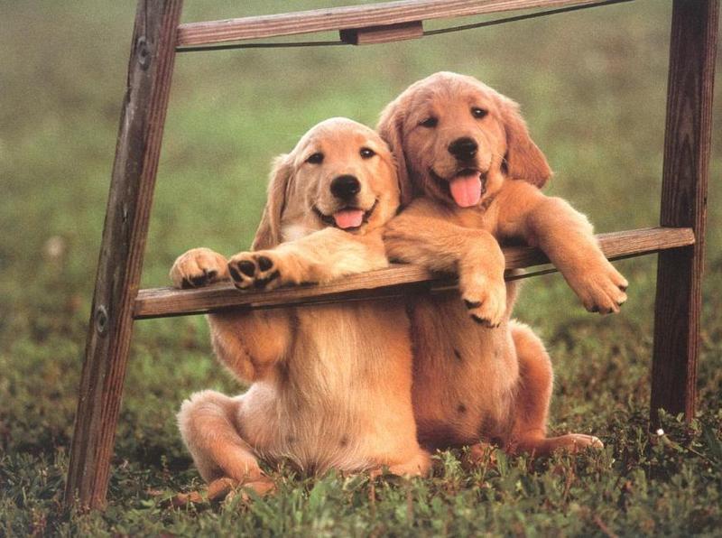 Puppies{!--강아지--> leaning on ladder; DISPLAY FULL IMAGE.