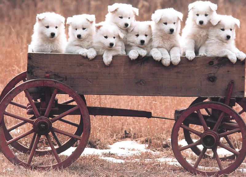 White Puppies{!--강아지-->; DISPLAY FULL IMAGE.