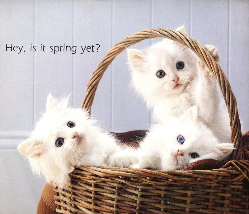 Kittens{!--새끼/아기 고양이--> - Cat's Meow 1991 Calendar; DISPLAY FULL IMAGE.
