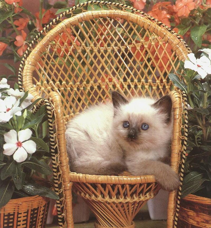 Kitten{!--새끼/아기 고양이--> on chair; DISPLAY FULL IMAGE.