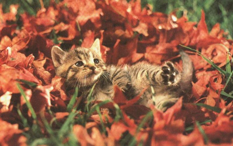 Kitten{!--새끼/아기 고양이--> in leaf bed; DISPLAY FULL IMAGE.