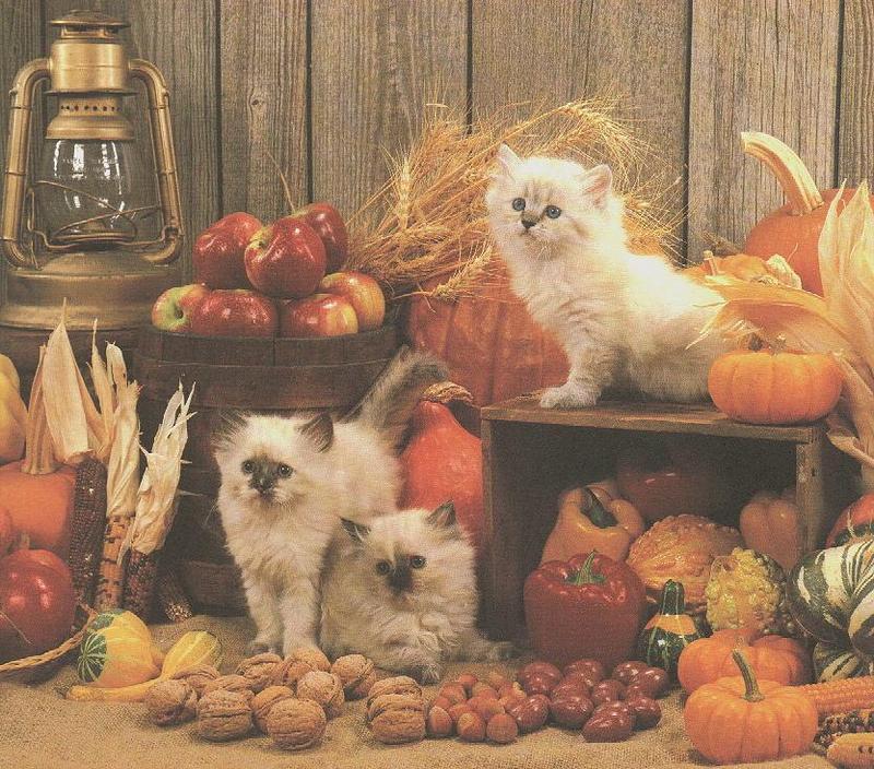 Kittens{!--새끼/아기 고양이--> harvest; DISPLAY FULL IMAGE.