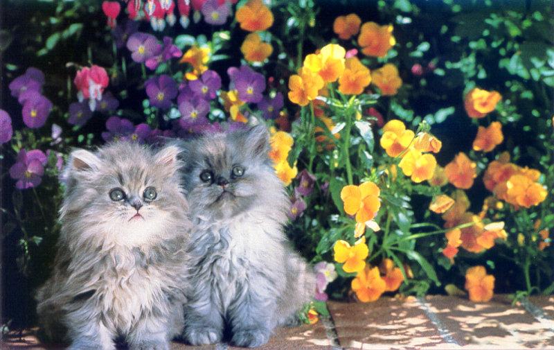 Kittens{!--새끼/아기 고양이--> and flowers; DISPLAY FULL IMAGE.