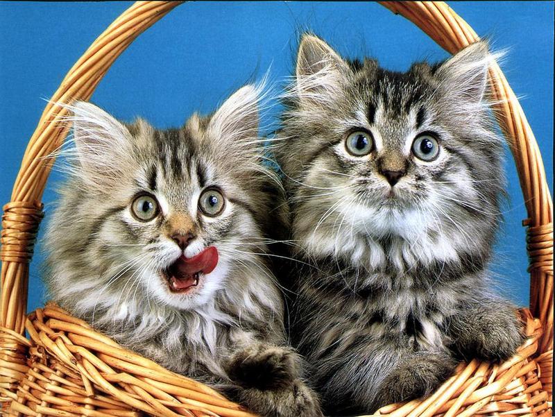 Ouriel - Chat - Kittens{!--새끼/아기 고양이--> in basket; DISPLAY FULL IMAGE.