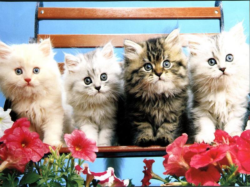 Ouriel - Chat - Kittens{!--새끼/아기 고양이--> on chair; DISPLAY FULL IMAGE.