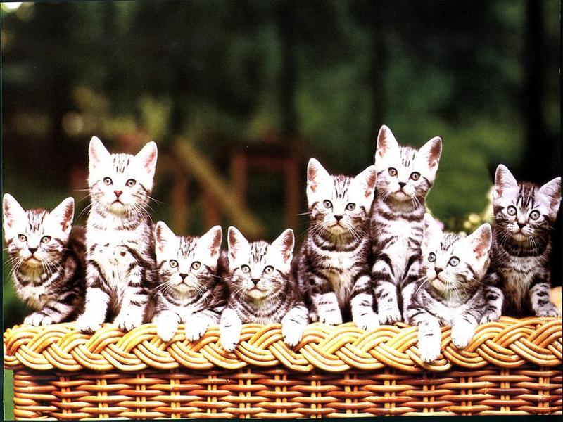 Ouriel - Chat - Kittens{!--새끼/아기 고양이--> in basket; DISPLAY FULL IMAGE.