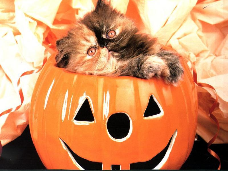 Ouriel - Chat - Kitten{!--새끼/아기 고양이--> in Halloween pumpkin; DISPLAY FULL IMAGE.