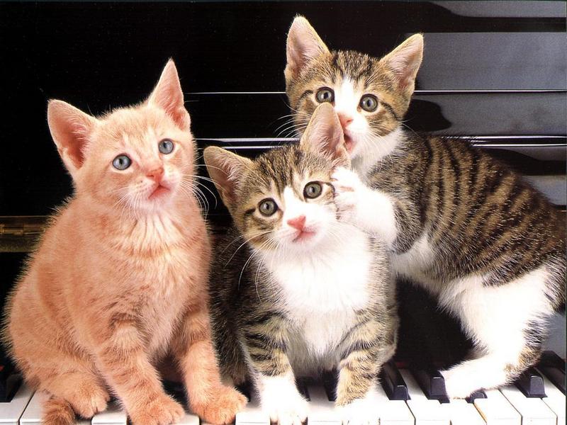 Ouriel - Chat - Kittens{!--새끼/아기 고양이--> on the Piano; DISPLAY FULL IMAGE.
