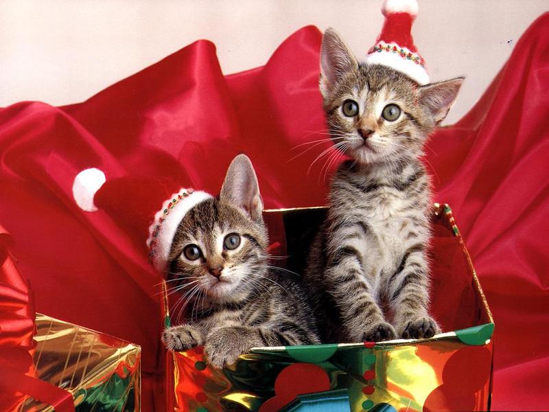 Ouriel - Chat - Kittens{!--새끼/아기 고양이--> of Santa in present box; DISPLAY FULL IMAGE.