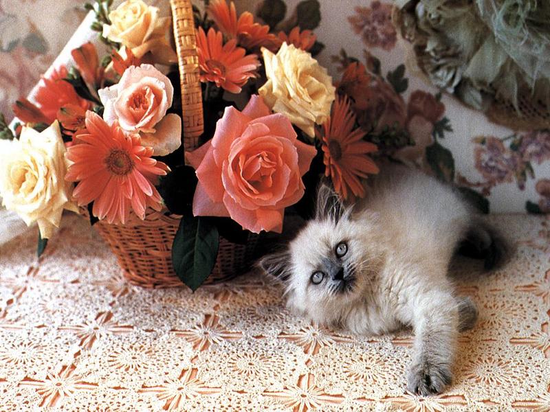 Ouriel - Chat - Kitten{!--새끼/아기 고양이--> and flowers; DISPLAY FULL IMAGE.